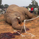 elephant tusker